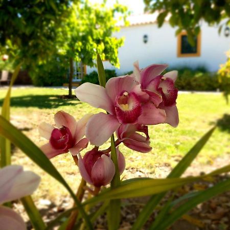 Apartament O Ninho Do Rei Vila de Rei Zewnętrze zdjęcie