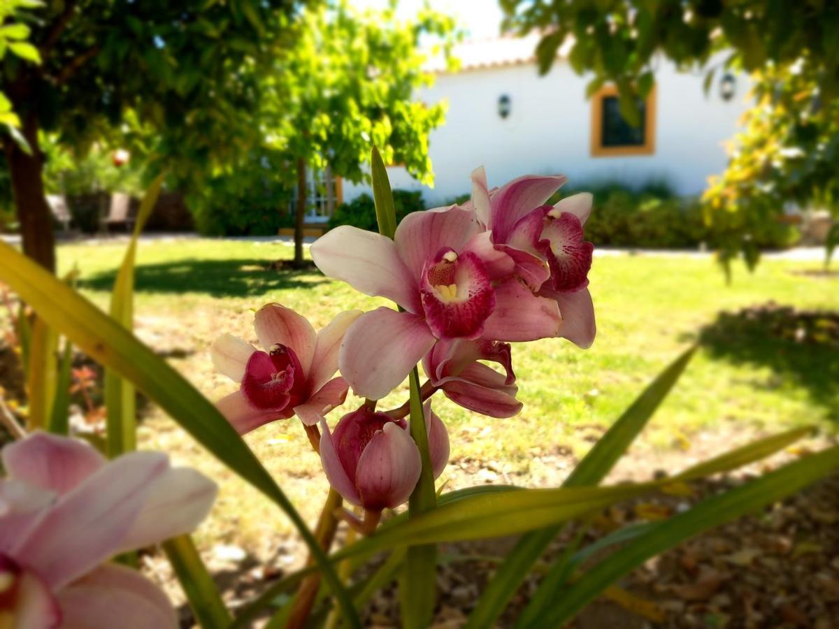 Apartament O Ninho Do Rei Vila de Rei Zewnętrze zdjęcie